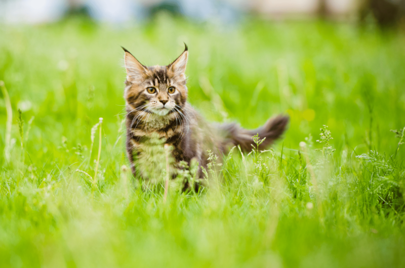 Maine-coon-kitten-in-grass Duurzaamheid