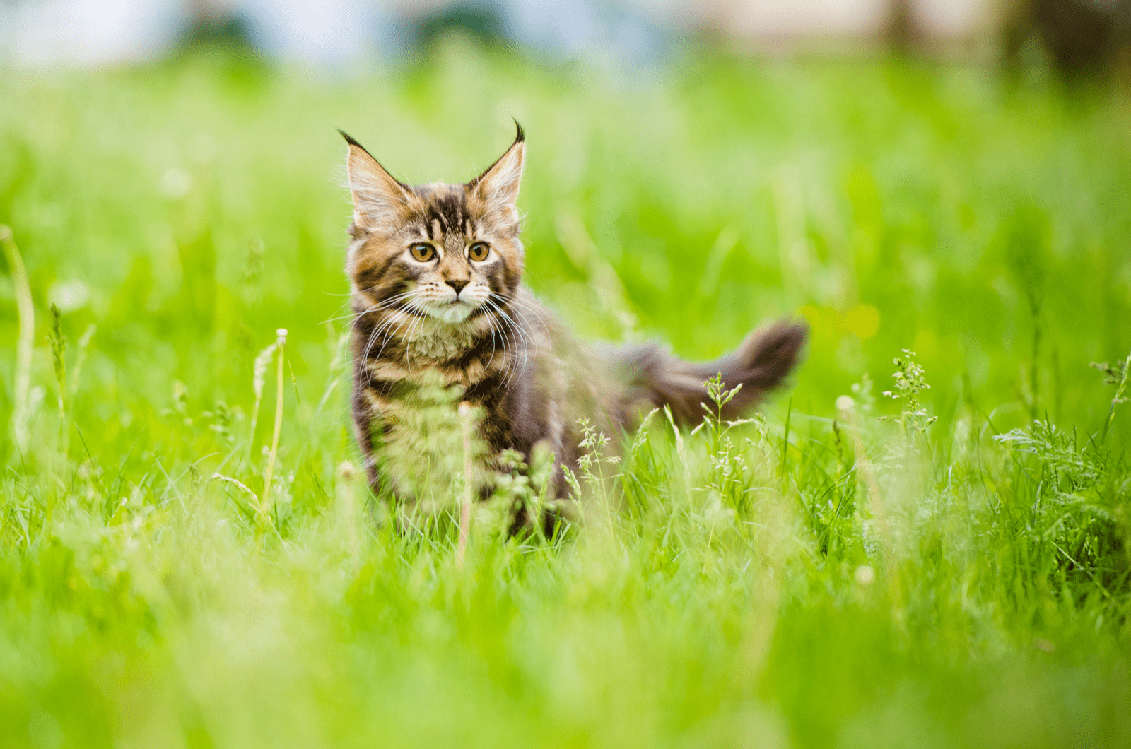 Maine-coon-kitten-in-grass Duurzaamheid
